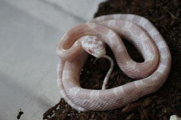 女人梦见两条蛇什么预兆 女人梦见两条蛇什么预兆