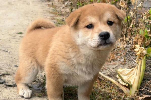 梦见黄狗是什么意思 梦见黄狗是什么意思