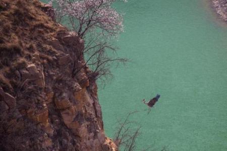 江水如蓝一片绿是什么生肖(江水绿如蓝的前一句)