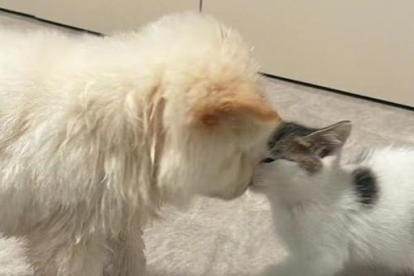 女人梦见狗猫一起出现 女人梦见狗猫一起出现