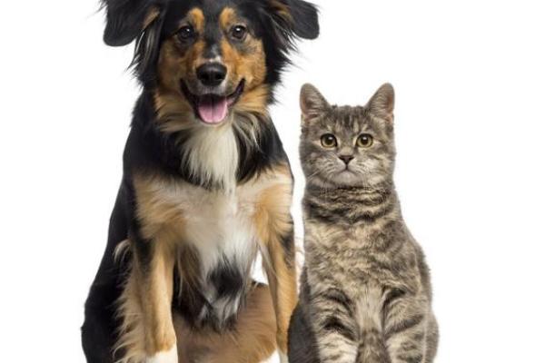 女人梦见狗猫一起出现 女人梦见狗猫一起出现