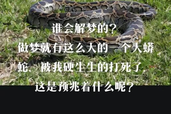 梦见蛇周公解梦 梦见蛇周公解梦