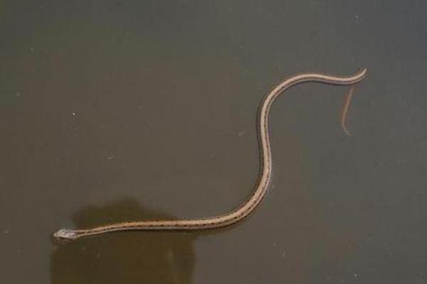 女人梦到蛇 女人梦到蛇