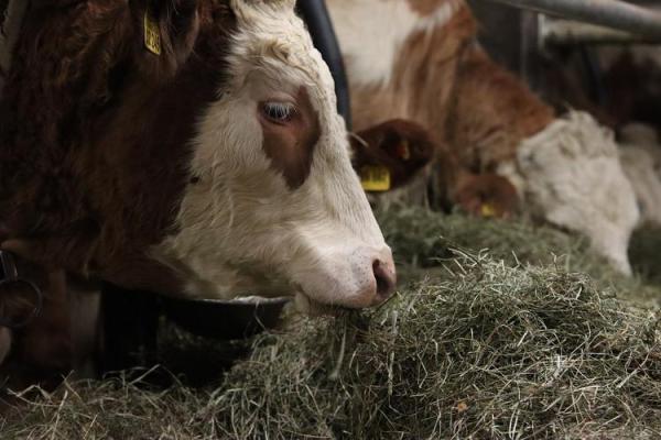 雪中送炭打一个生肖