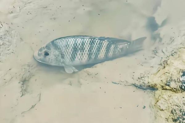 梦到好多鱼在水里游 梦到好多鱼在水里游