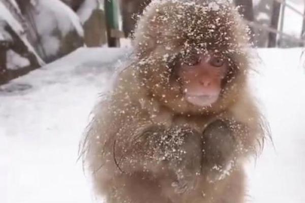 大雪纷飞是什么生肖动物(大雪纷飞的意思是什么生肖) 大雪纷飞是什么生肖动物(大雪纷飞的意思是什么生肖)