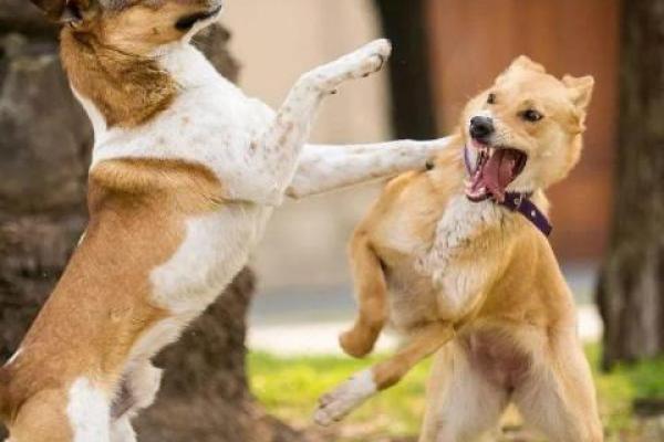 妈妈梦见狗咬女儿什么预兆