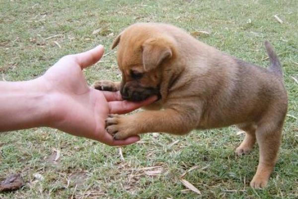 梦见狗咬手 梦见狗咬手