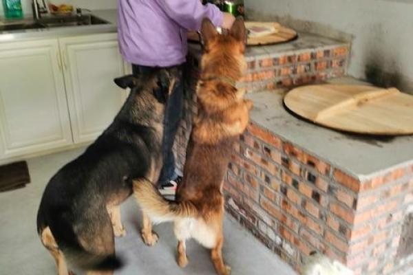 梦见喂狗 梦见喂狗