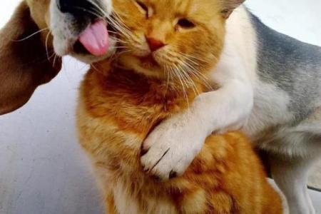 梦见猫咪和自己很亲热