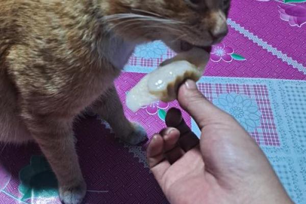 梦见喂猫吃东西 梦见喂猫吃东西