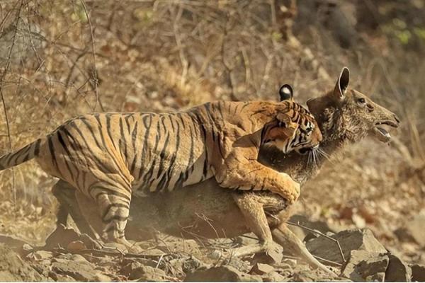 曲高和寡代表什么生肖 曲高和寡代表什么生肖