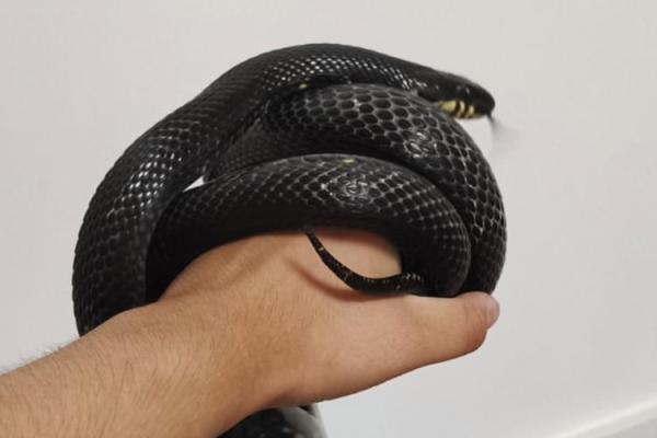 梦到黑色的蛇预示着什么意思 梦到黑色的蛇预示着什么意思