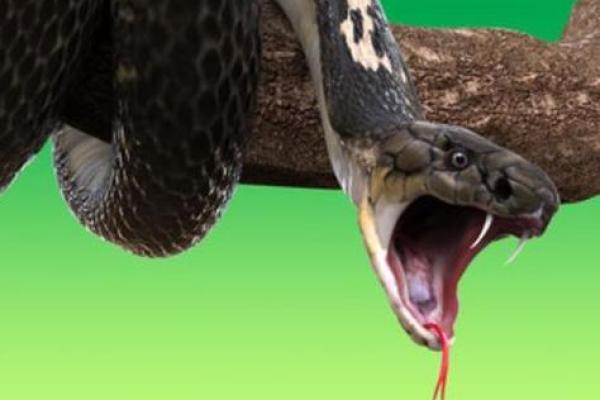 睡觉梦到蛇是什么意思 睡觉梦到蛇是什么意思