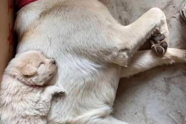 梦到很多狗 梦到很多狗