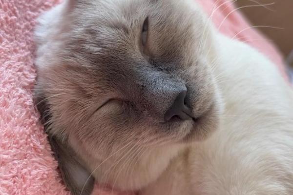 梦见猫会说话 梦见猫会说话