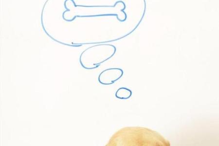 梦见小狗狗一直粘着我