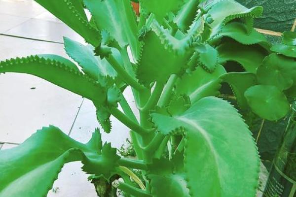 落地生根是什么生肖 落地生根是什么生肖