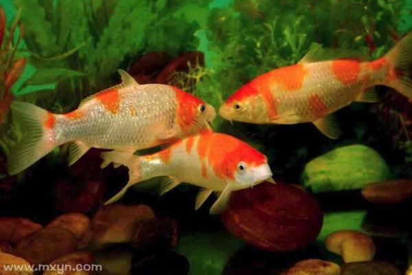 梦到鱼和水预示着什么 梦到鱼和水预示着什么