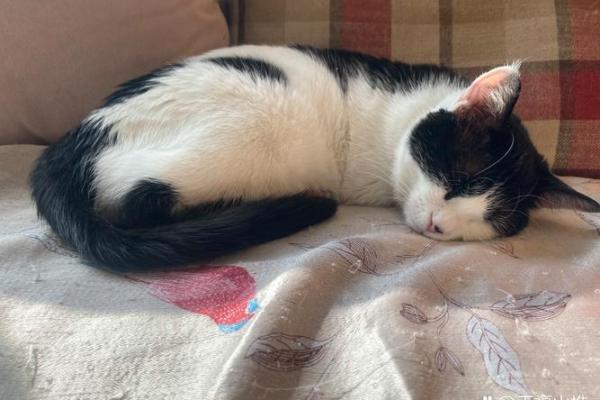 为什么女人梦见猫不好 为什么女人梦见猫不好