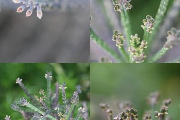 落地生根是什么生肖打一肖(落地生根打一动物生肖) 落地生根是什么生肖打一肖(落地生根打一动物生肖)