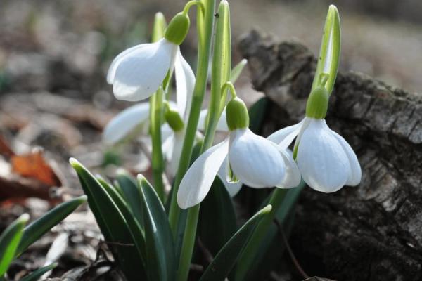 落地生根是什么生肖打一肖(落地生根打一动物生肖) 落地生根是什么生肖打一肖(落地生根打一动物生肖)