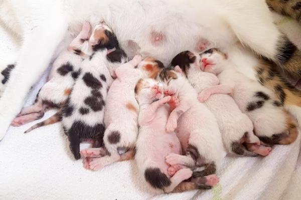 梦见猫生小猫 梦见猫生小猫