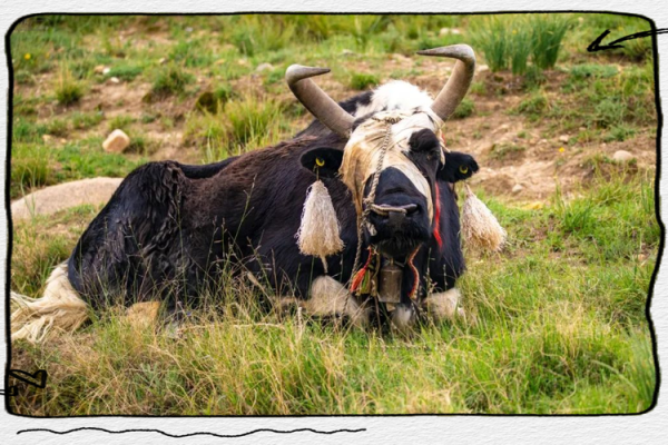 一路向西指什么动物 一路向西指什么动物