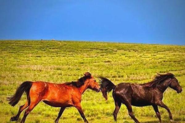 2002属马最佳婚配属相_2002属马婚姻配相 2002属马最佳婚配属相_2002属马婚姻配相