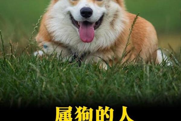 2025年狗的运势如何_2025年06年狗的运势及运程详解
