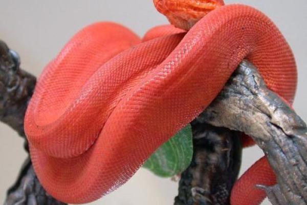 女人梦见红色的蛇有什么预兆 女人梦见红色的蛇有什么预兆