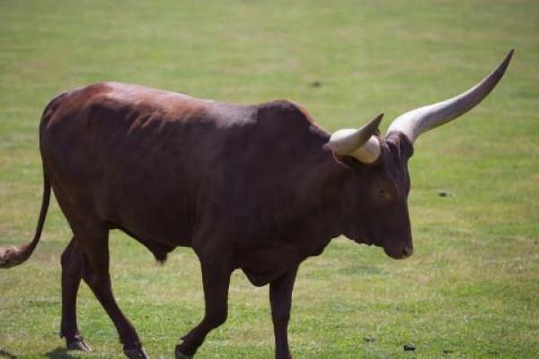 十面埋伏是什么生肖 十面埋伏是什么生肖