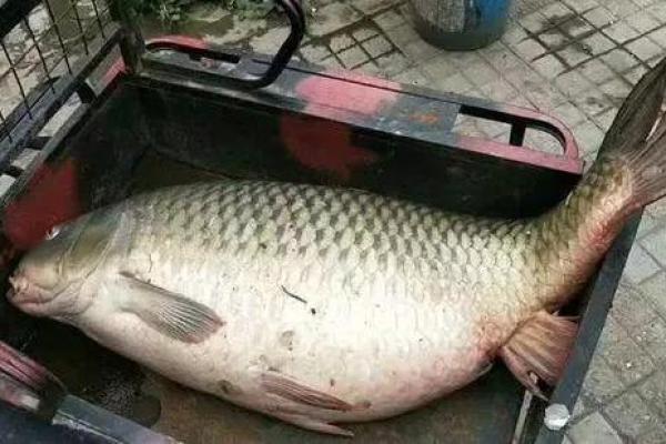 梦到捡鱼是什么征兆 梦到捡鱼是什么征兆