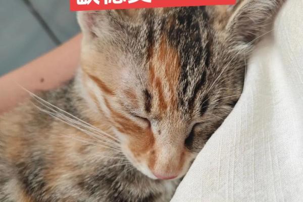 梦见打死猫 梦见打死猫