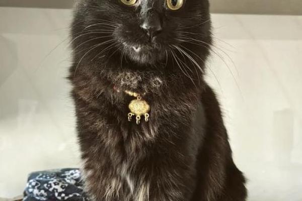 梦见打死猫 梦见打死猫