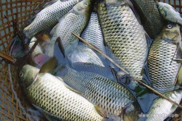 梦到水里好多鱼什么意思 梦到水里好多鱼什么意思