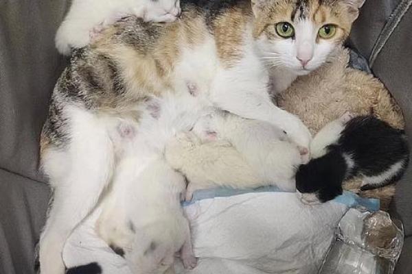 梦见小猫生了好多猫仔 梦见小猫生了好多猫仔