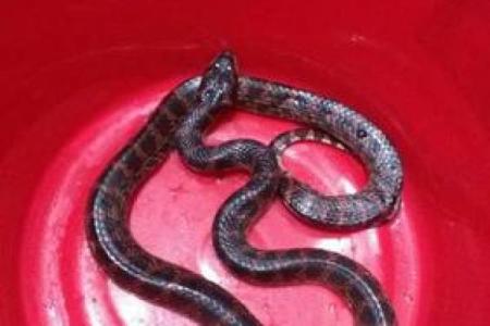 女人梦见红色的蛇有什么预兆