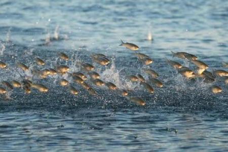 梦见吃鱼肉是什么预兆 周公解梦