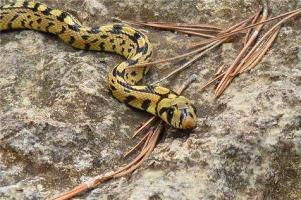 女人梦见蛇被别人打死好不好 女人梦见蛇被别人打死好不好