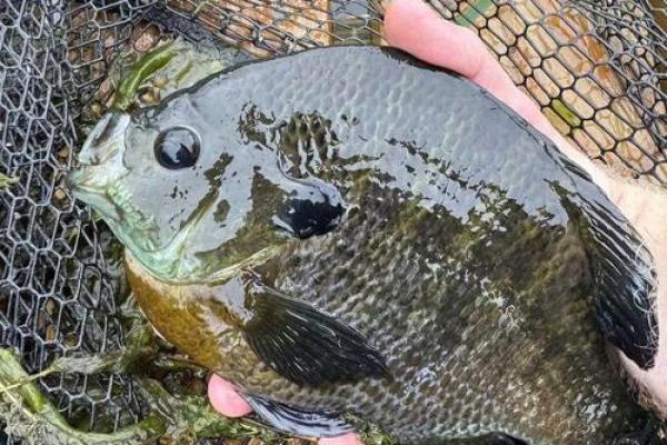 梦见钓大鱼 梦见钓大鱼