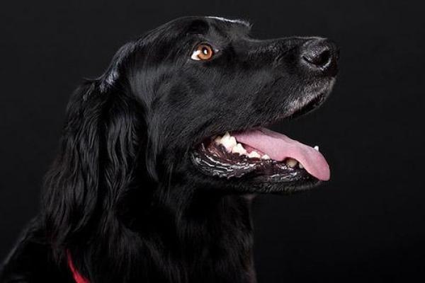 梦见黑狗亲近自己是什么征兆 梦见黑狗亲近自己是什么征兆