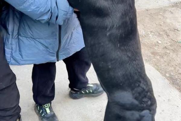 梦见黑狗亲近自己是什么征兆 梦见黑狗亲近自己是什么征兆