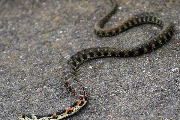 已婚女人梦见蛇运气好吗 已婚女人梦见蛇运气好吗