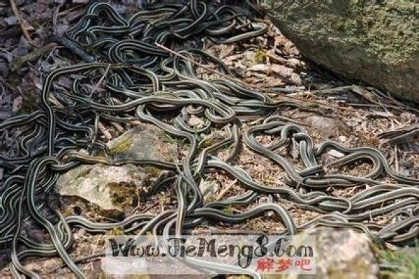 已婚女人梦见蛇运气好吗 已婚女人梦见蛇运气好吗