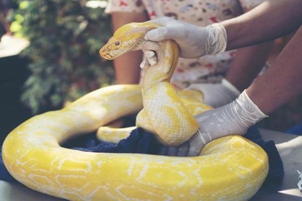 梦见地上好多蛇 梦见地上好多蛇