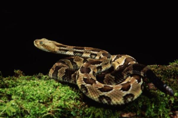 男人梦见自己抓蛇是什么预兆 男人梦见自己抓蛇是什么预兆