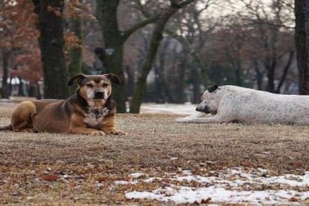 梦见狗咬自己的腿是什么预兆