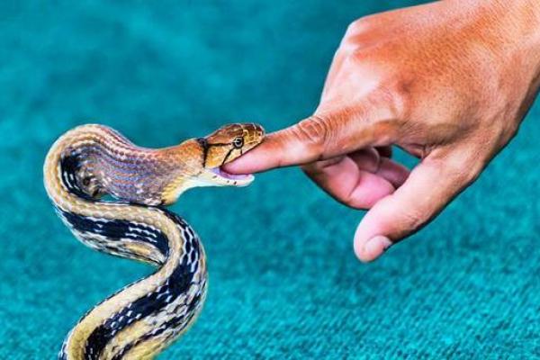 梦见蛇缠身好不好 梦见蛇缠身好不好