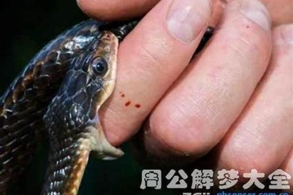 梦见被蛇咬了脚是什么征兆 梦见被蛇咬了脚是什么征兆